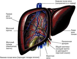 Кровоснабжение печени - схема поступления крови в орган.