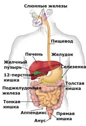 Как расположены внутренние органы человека, показано на рисунке.