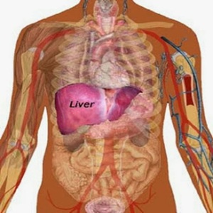 Медицинское описание органа человека печени и его функции в организме