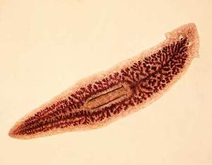 Так выглядит червь, который заражает организм человека при описторхозе.