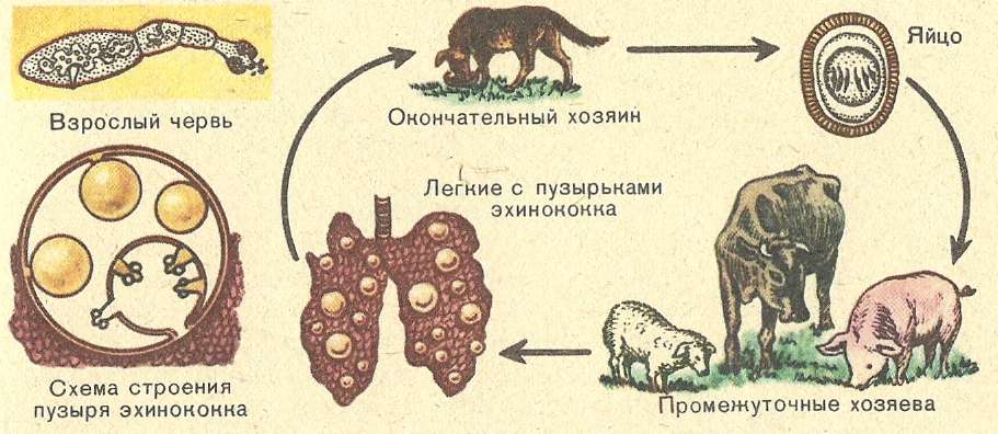 Эхинококкоз в говяжьей печени фото