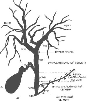  Анатомическая и рентгенологическая терминология желчного дерева