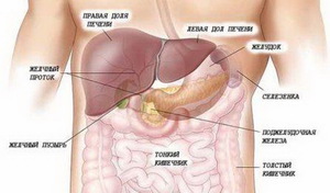 Анатомия печени - рисунок показывает, как выглядят внутернние органы.