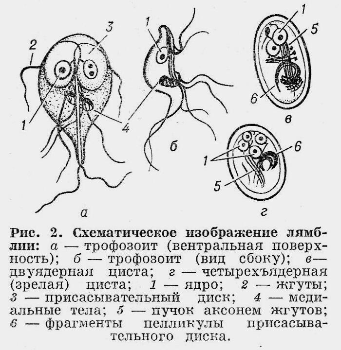 Как выглядит лямблия у человека фото признаки