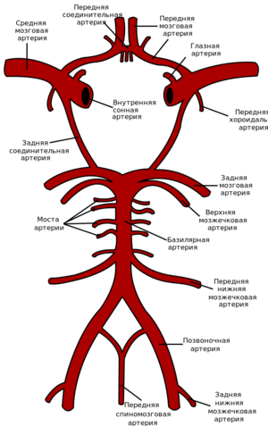 На схеме видны основные артерии основания мозга